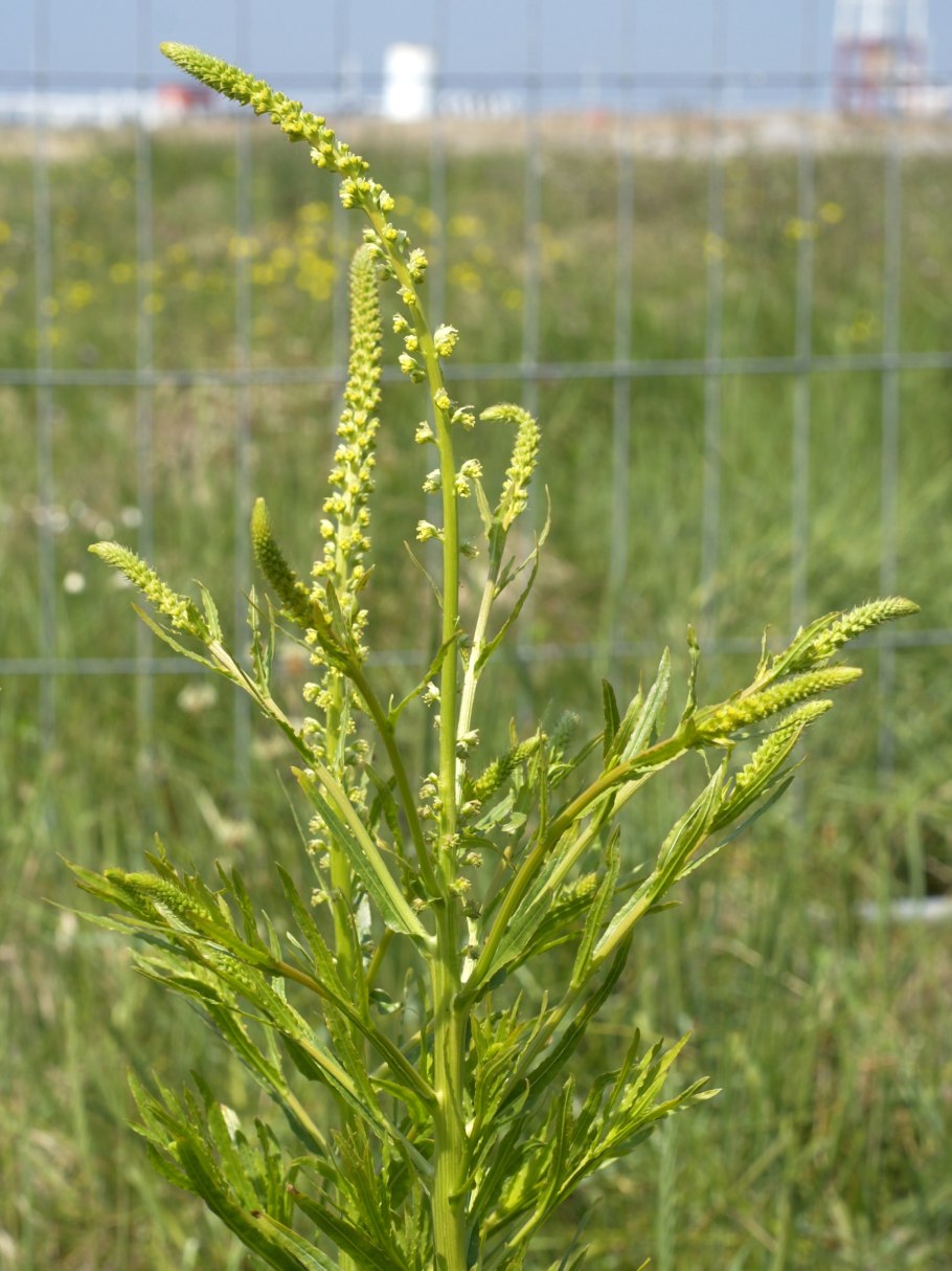 Reseda lutea