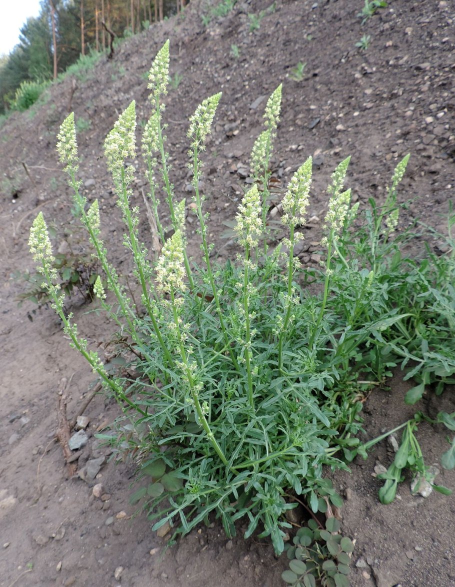 Резеда душистая