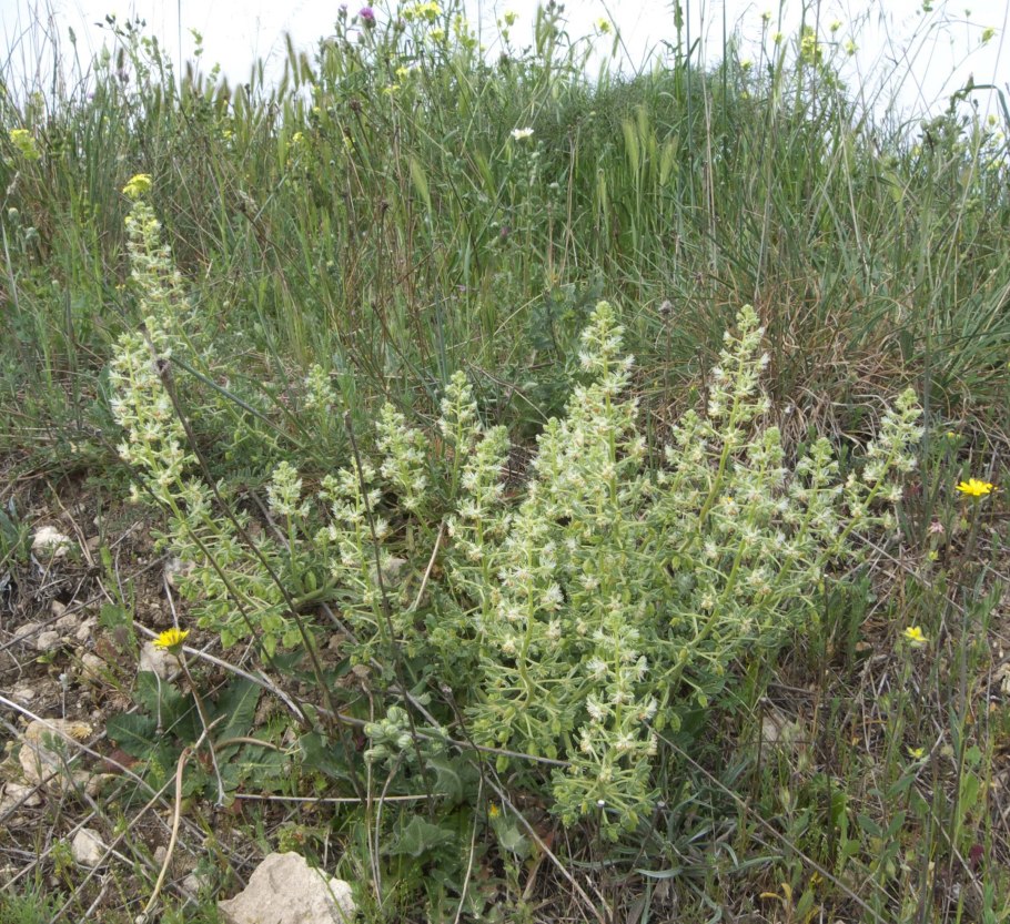 Reseda odorata