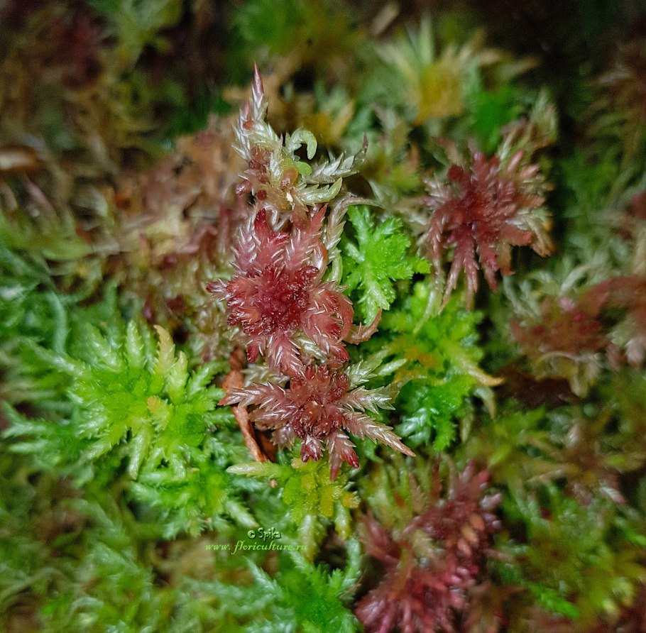 Buckleya distichophylla