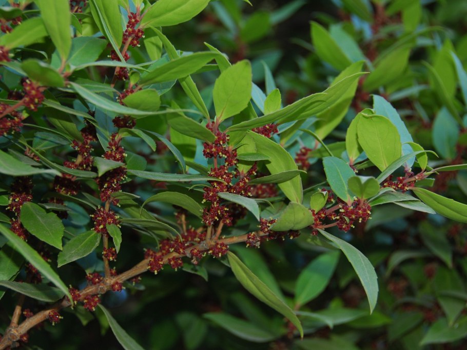 Дерево майтенус магелланский