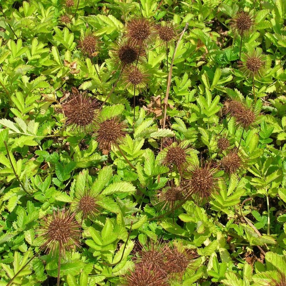 Ацена магелланская