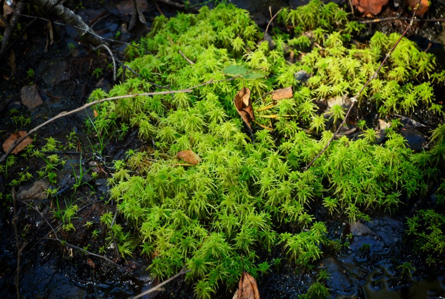 Philesia magellanica