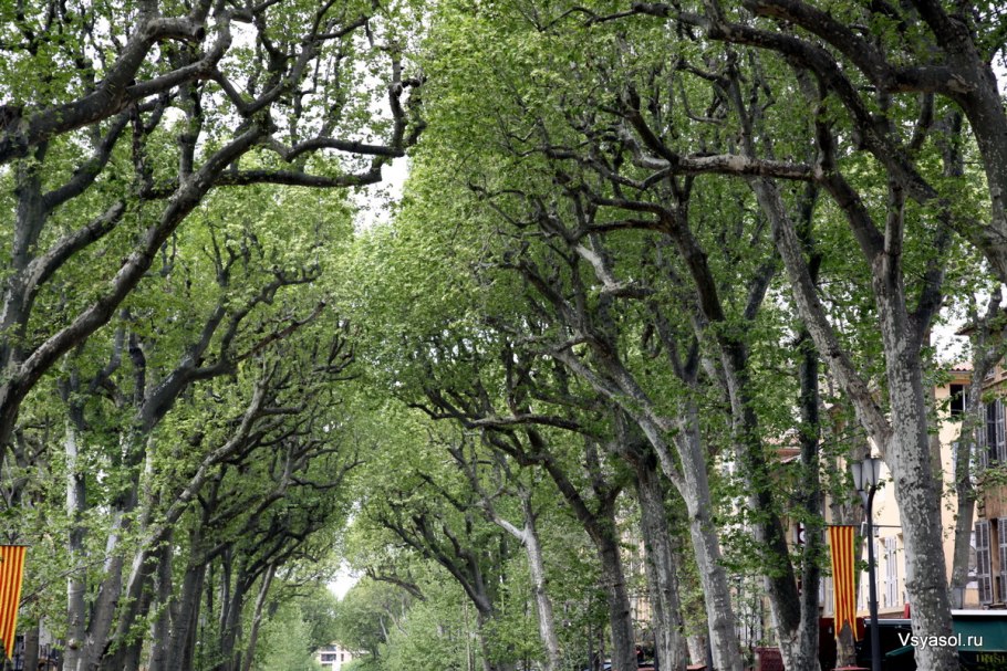 Платановая аллея Геленджик