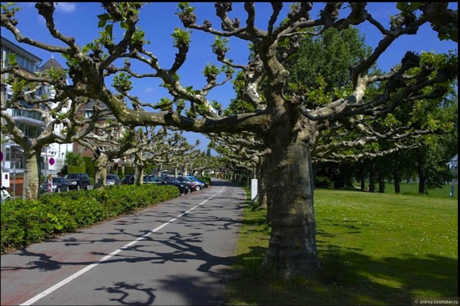 Сочи парк Платановая аллея