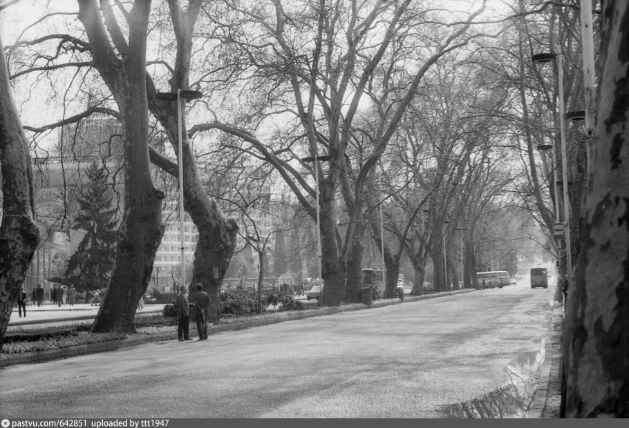 Платановая аллея Туапсе