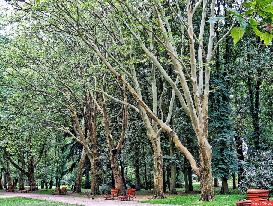 Аллея платанов Сочи