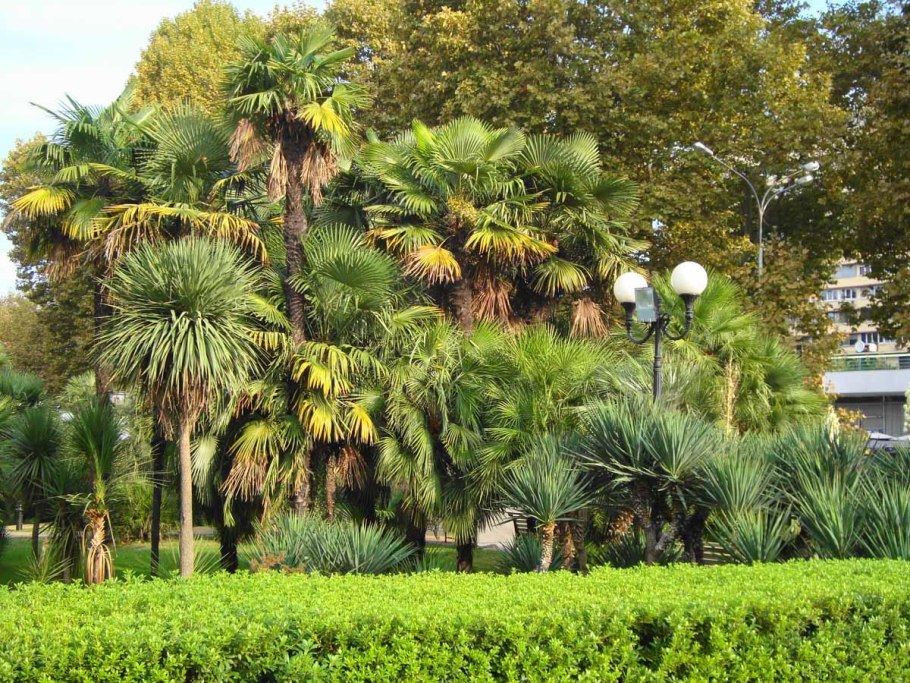 Экс-АН-Прованс платаны