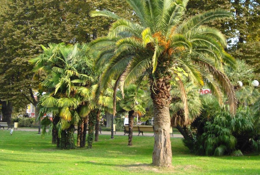 Феодосия осень Платановая аллея