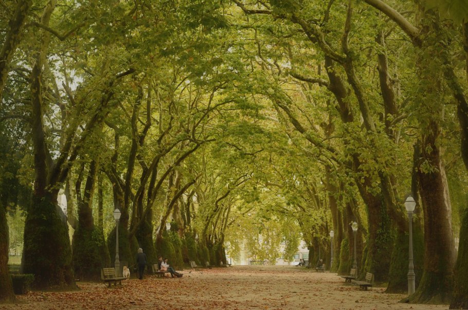 Туапсе аллея платанов