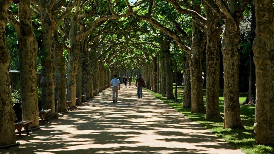 Туапсе аллея платанов