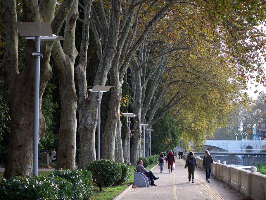 Хоста Платановая аллея