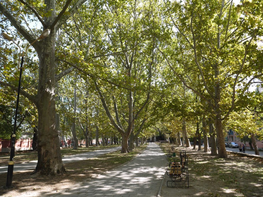 Платановая аллея Феодосия