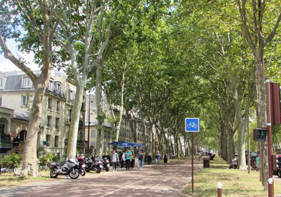 Платан аллея Франция