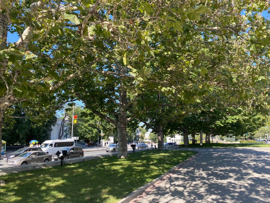 Платановая аллея Геленджик