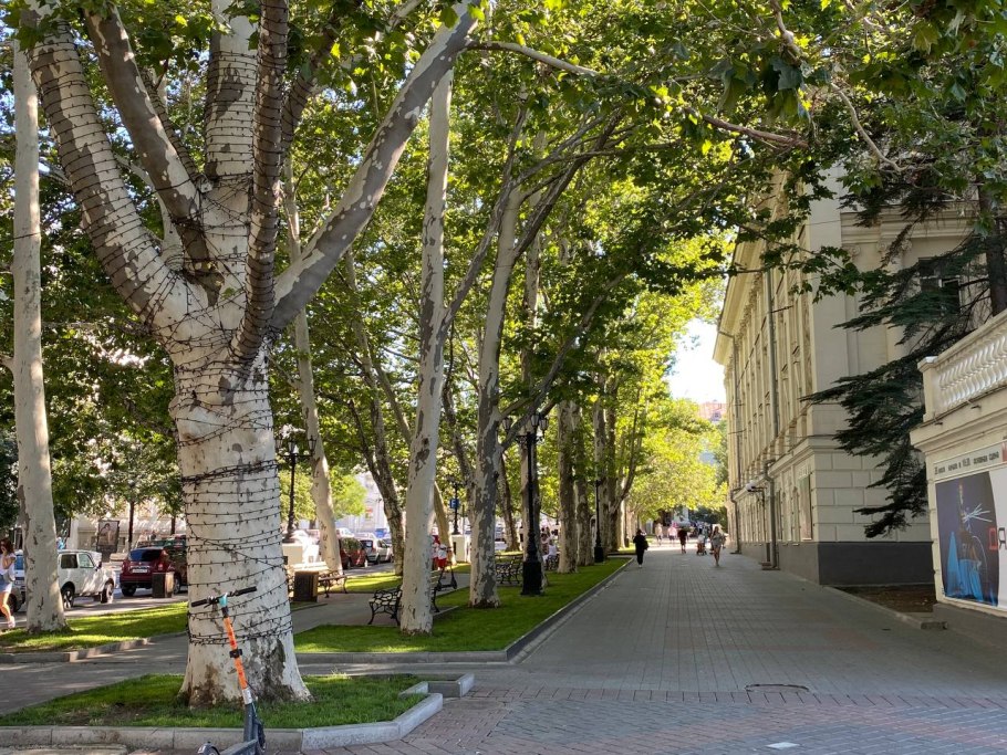 Платановая роща в Сочи