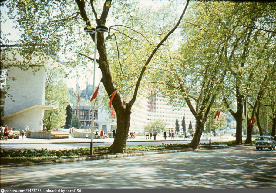 Деревья вдоль Рейна