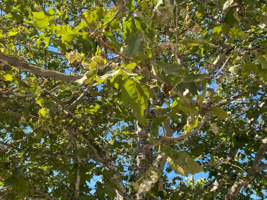 Платан Туапсе