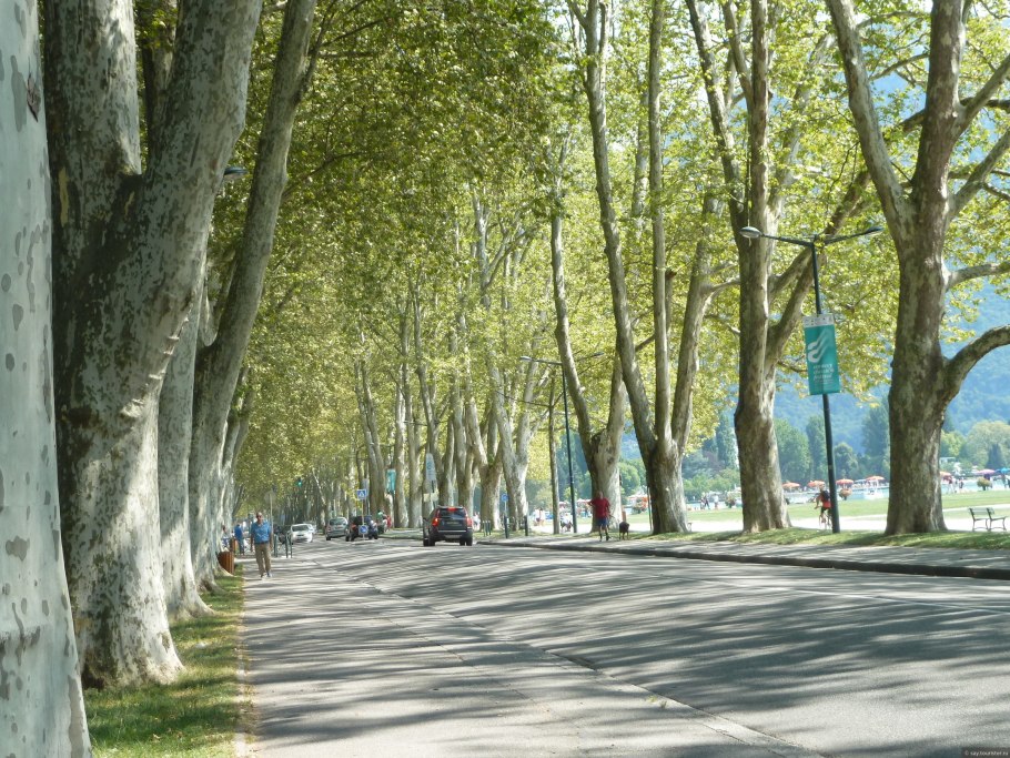 Платан Симферополь