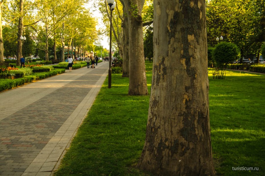 Платан Туапсе