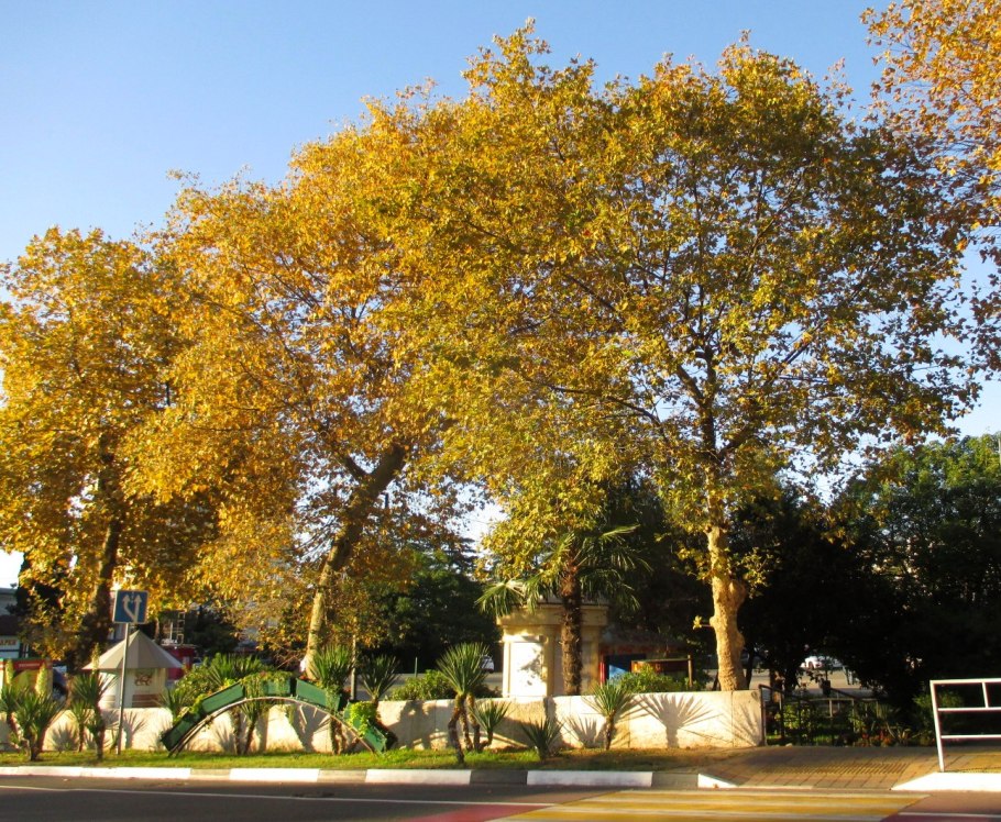 Платановая роща в Армении