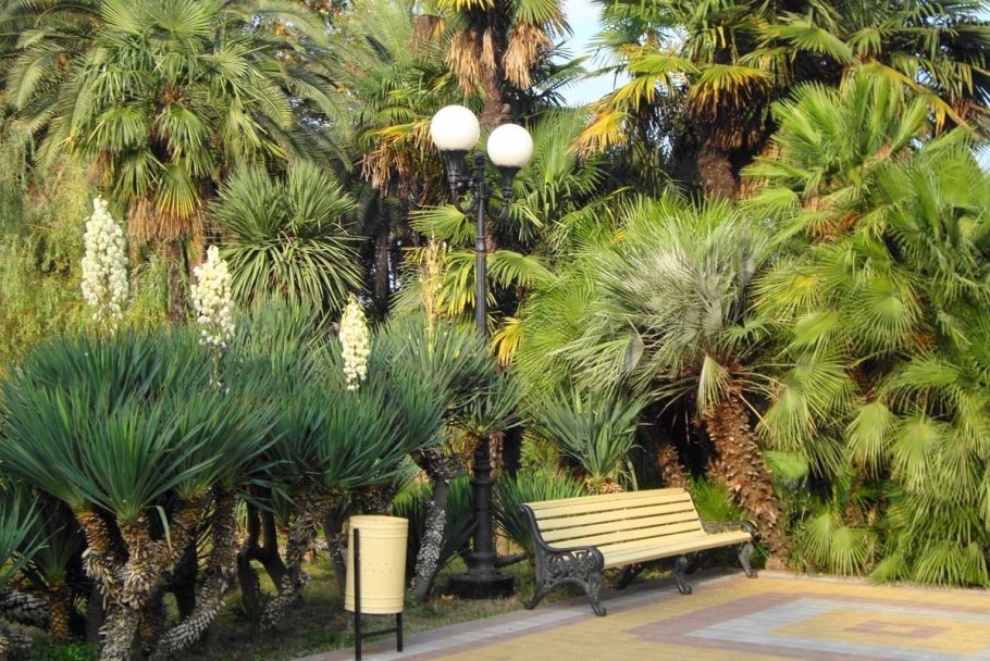 ОСТ Платановая аллея Сочи