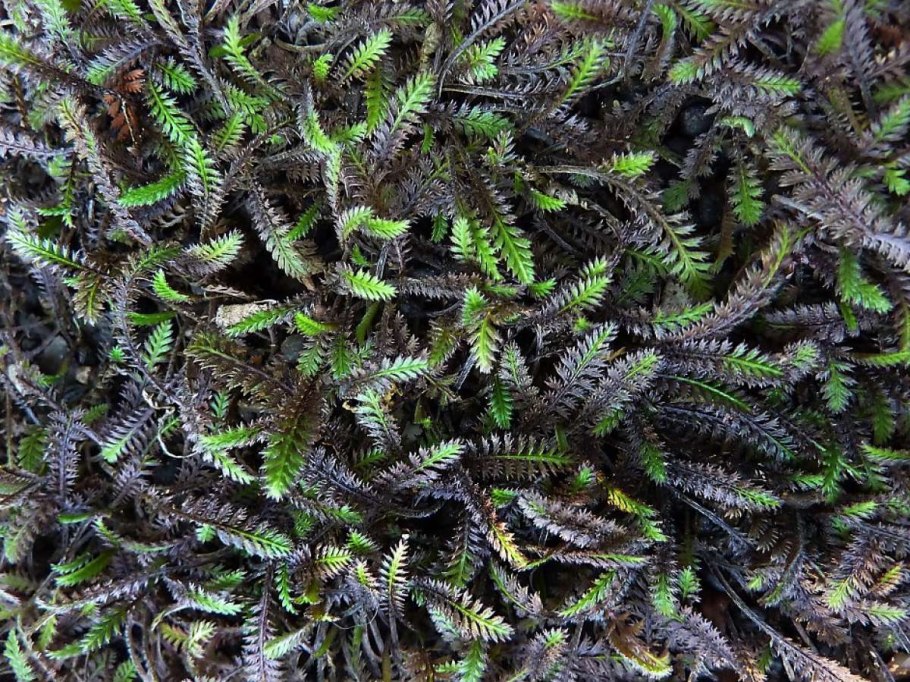 Лептинелла Котула