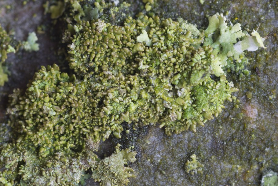 Melanohalea exasperatula