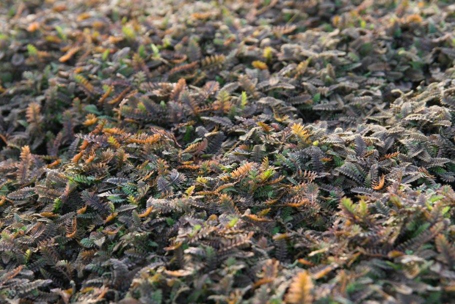 Котула щетинистая