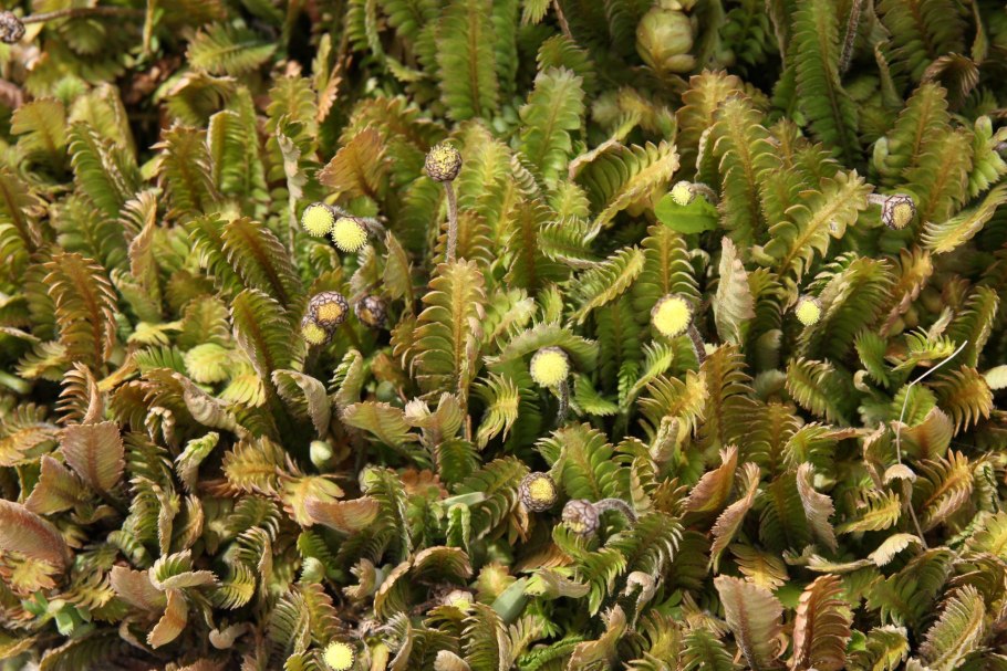 Котула лапчатниковая