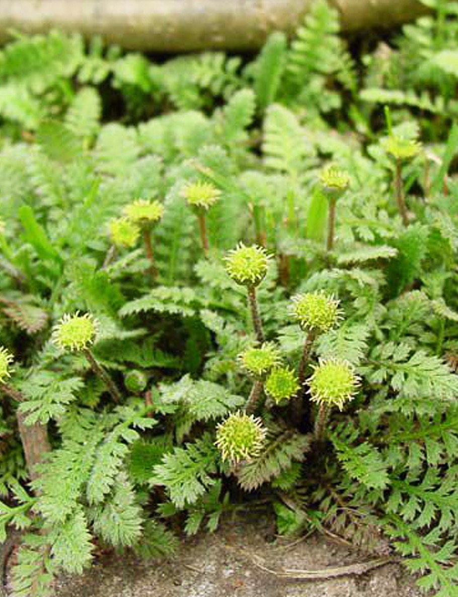 Котула лапчатниковая