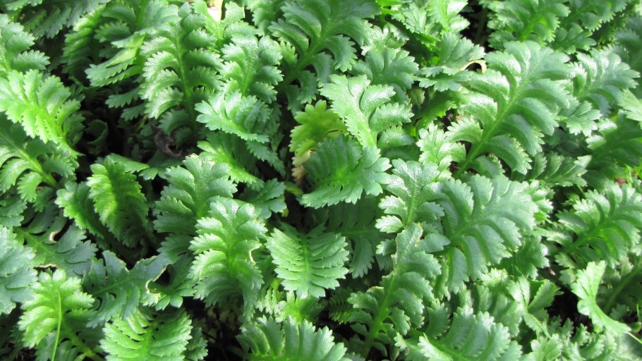 Лептинелла Котула