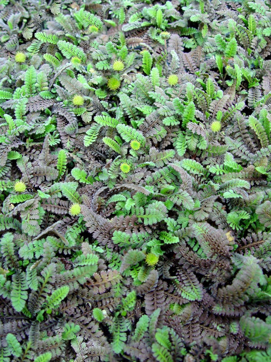 Гриб эксидия сжатая