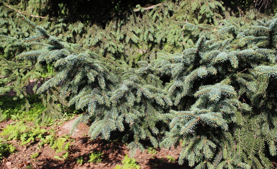 Picea Asperata