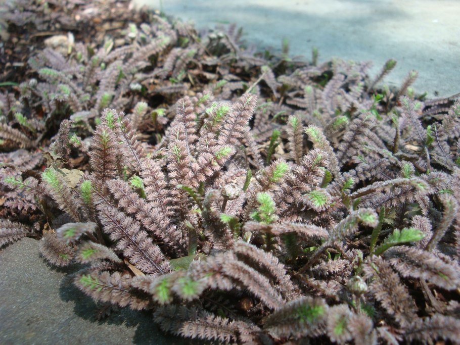 Лептинелла гребенчатая