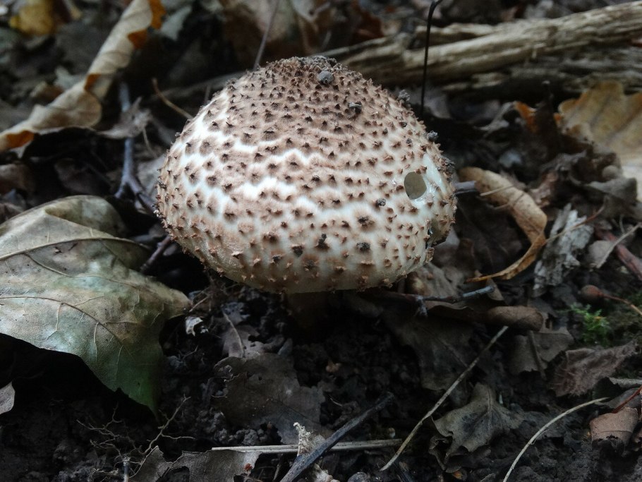 Кустистый лишайник кладония