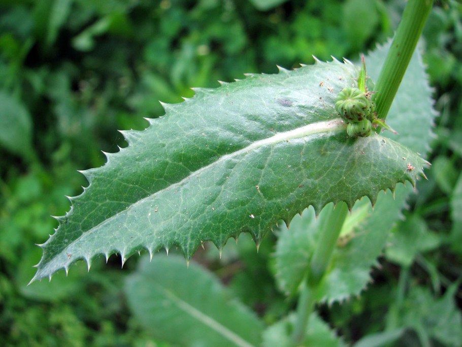 Котула Лептинелла шероховатая