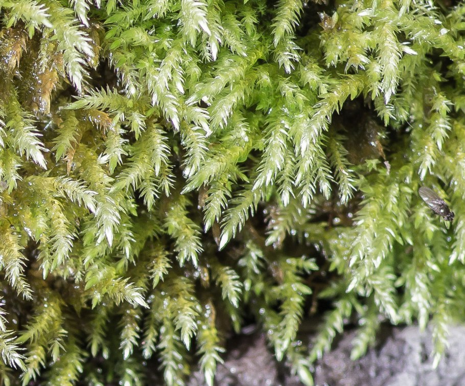 Brachythecium rutabulum