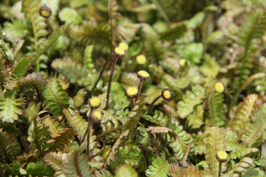 Котула лапчатниковая