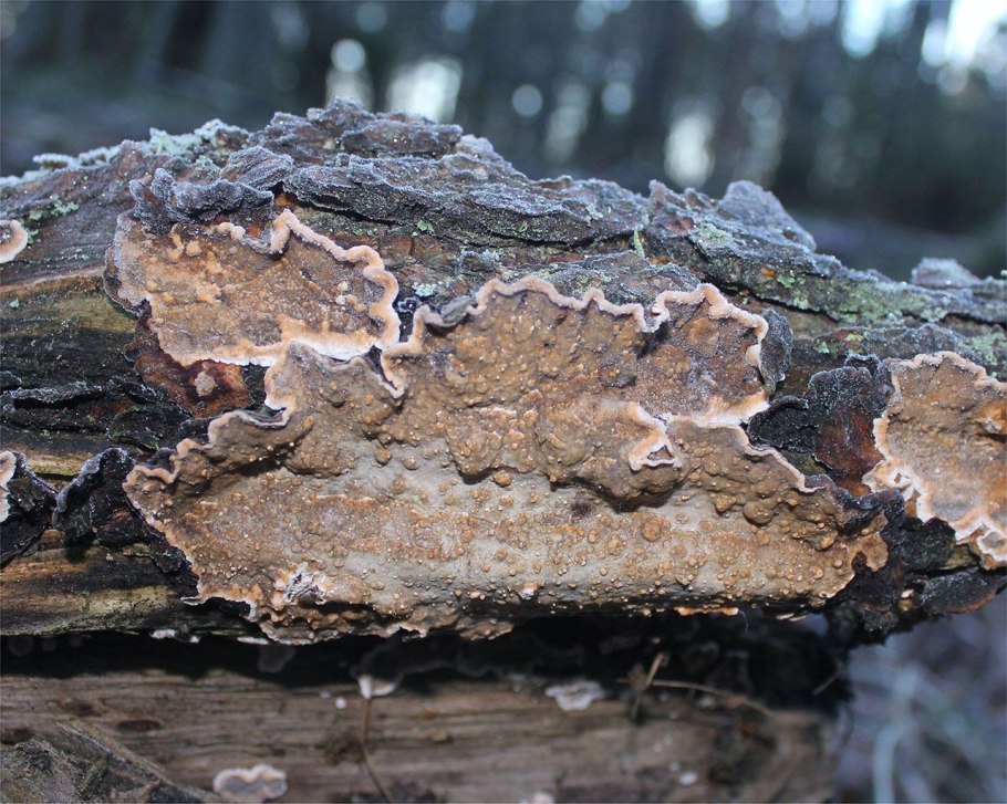 Кринипелис шероховатый