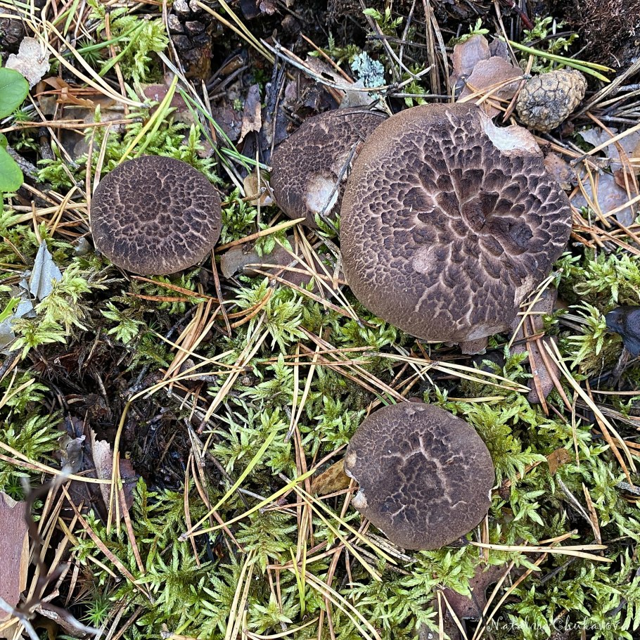 Папоротник Лептинелла