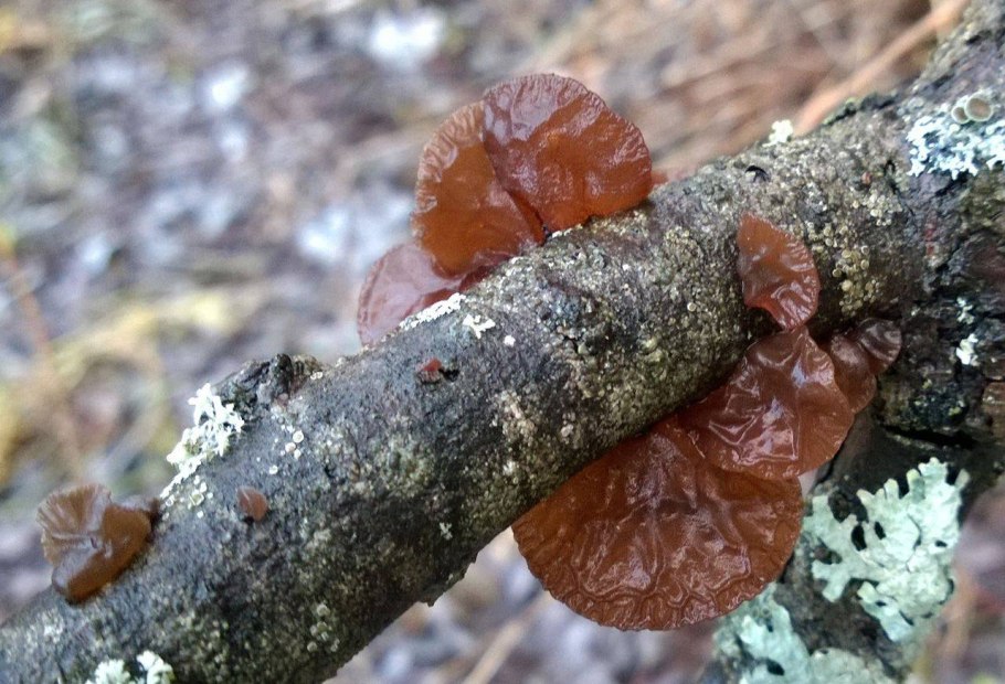 Ель шероховатая