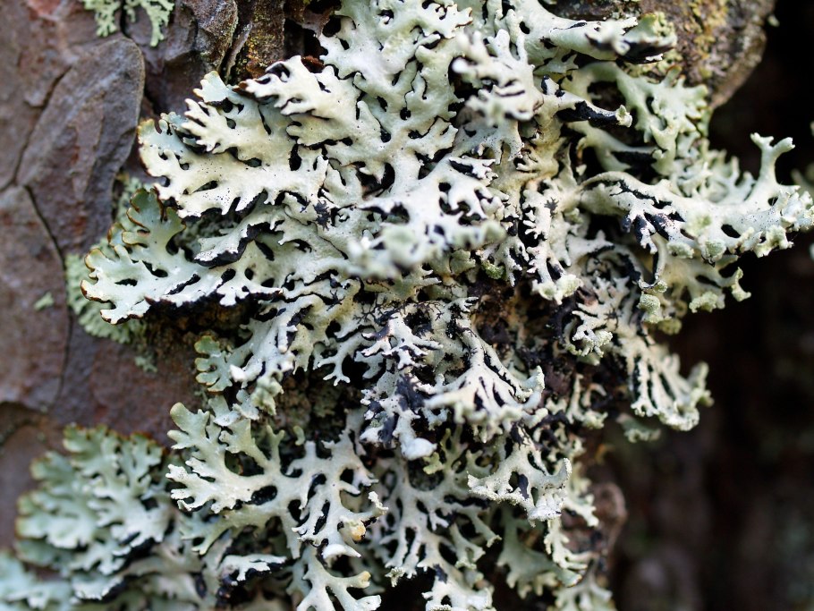 Лишайник Гипогимния и пармелия