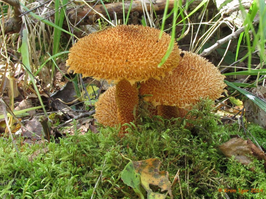 Двустворчатые моллюски Лима шероховатая