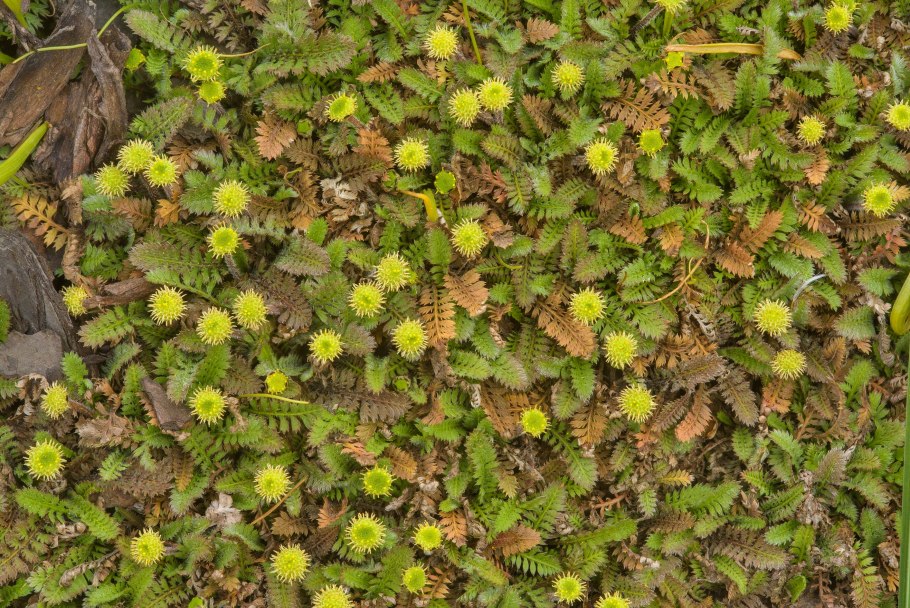 Котула щетинистоволосистая