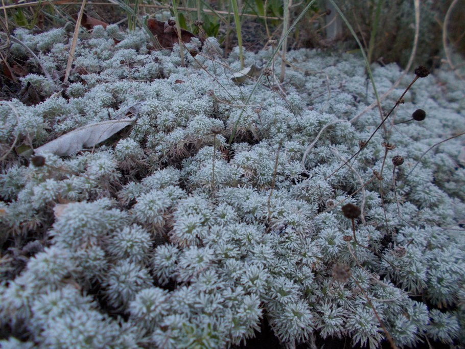 Горец развесистый всходы