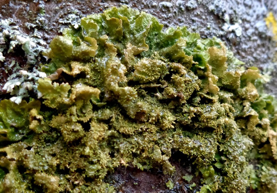 Melanohalea olivacea