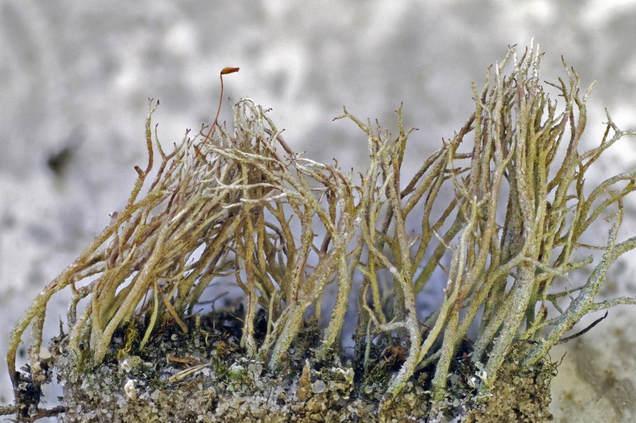 Кладония шероховатая Cladonia scabriuscula (Delise) фото