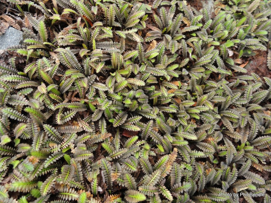 Лептинелла лапчатковая зимостойкость