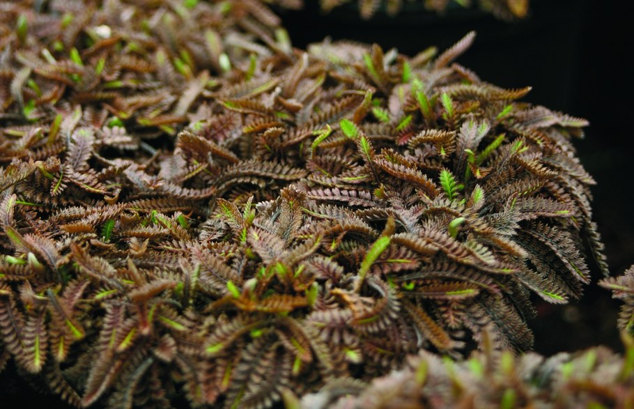 Лептинелла Котула